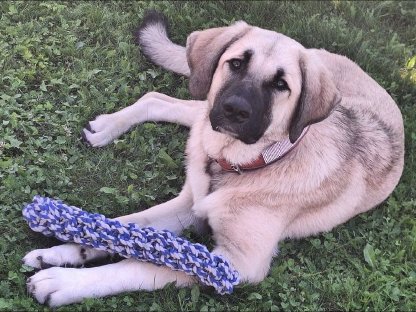 Kangal Hündin, 6 Monate alt