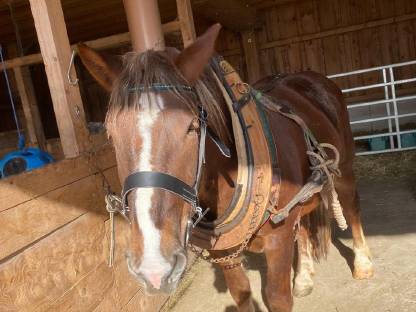 Bild 7:Norikerstute (5 Jahre) - liebevoller Platz gesucht