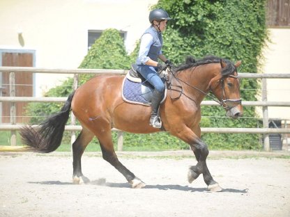 Bild 3:Schicker 3-jähriger Noriker Wallach Wiko Vulkan XVIII