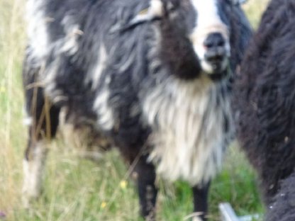 Bild 8:KRAINER STEINSCHAF Zuchtbock (Widder) gekört