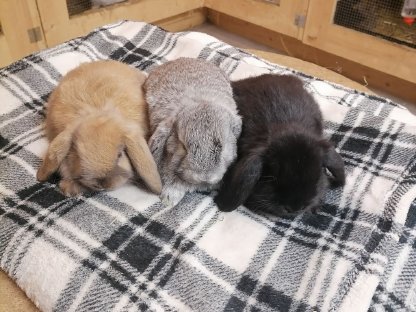 Zwergkaninchen Minilop Zwergwidder