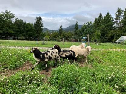 Bild 8:4 Böcke Krainer Steinschafe