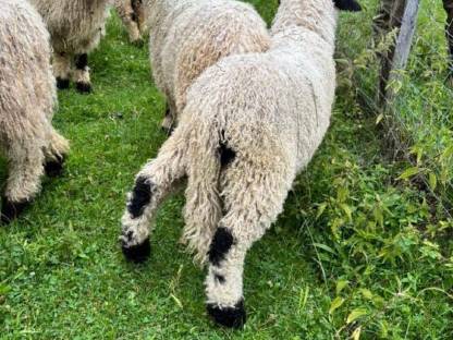 Bild 6:BIO Walliser Schwarznasen weiblich