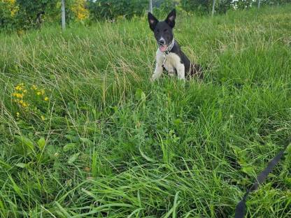 Bild 3:Reinrassige Border Collie Welpen abzugeben