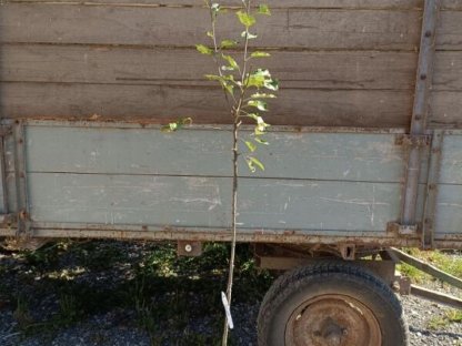 Bild 7:Apfelbaum verschiedene alte Sorten