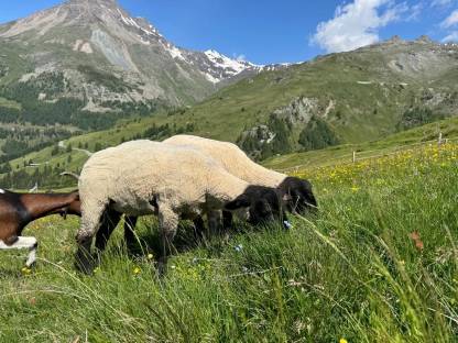 Bild 2:Schafe Kärnten - Suffolk und Blaue Texel