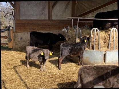 Bild 2:Dahomey Rinder