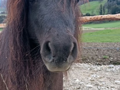 Mini Shetland Pony
