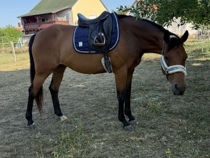9j Warmblutstute Freizeitpferd