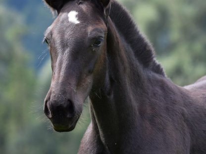 Bild 2:Bernarda Noriker Rapp Stutfohlen zu verkaufen