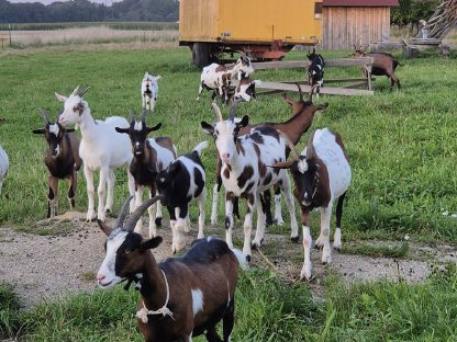 Bild 2:Steirische Scheckenziegen, Tauernschecken