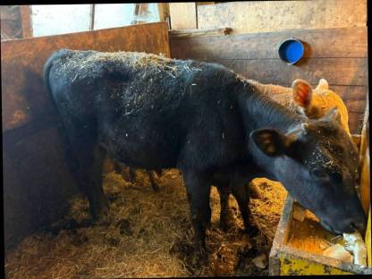 Wagyu Ochse