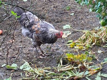 Bild 4:Junge Hähne zu verschenken