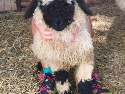 Bild 2:Walliser Schwarznasen Widderlämmer Bio