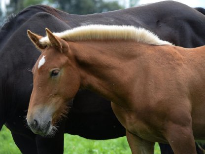 Bild 8:Zwölfer Schaunitz Noriker Hengstfohlen zu verkaufen