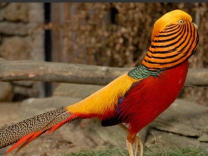 Bild 7:Pfaue / Fasane