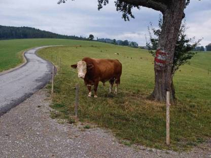 BIO Fleckviehfleisch Zuchtstier