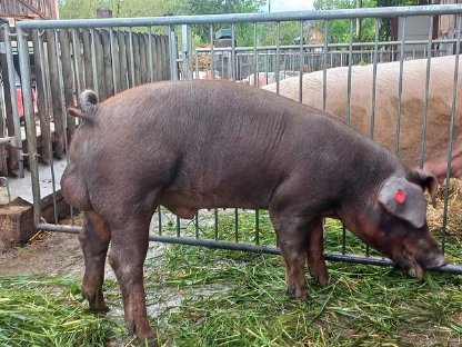 Bild 4:Bio Jungsauen Duroc und Edelschwein
