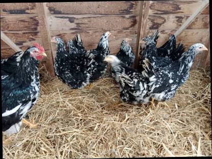 Bild 4:Pita Pinta Junghennen