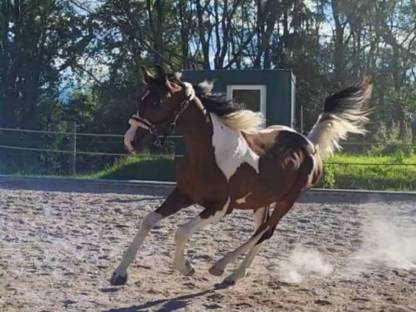 Bild 5:Pintowallach  Whisky the Champion