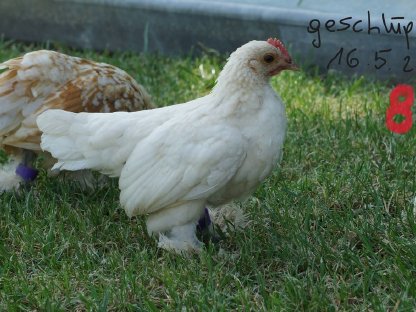 Bild 8:Federfüßige Zwerghähne verschiedene Farben