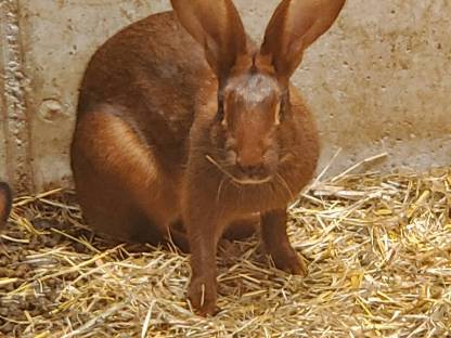 Bild 2:Hasenkaninchen reinrassig