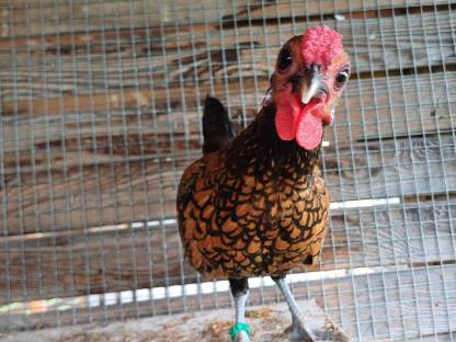 Bantam Sebright Mixe