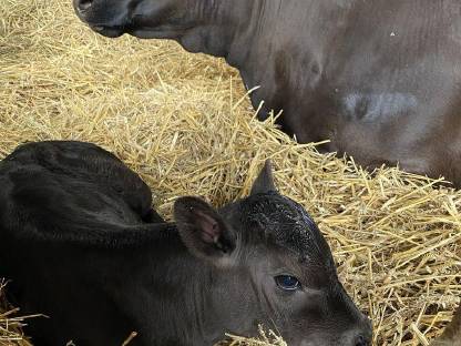 Bild 2:Wagyu Fullblood Muttertiere