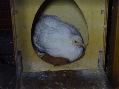 Bild 9:Bresse Gauloise französischer Herkunft - reinweiß