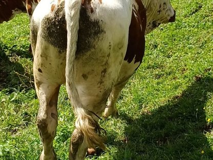 Bild 3:Pustertaler Bio-Zuchtstier