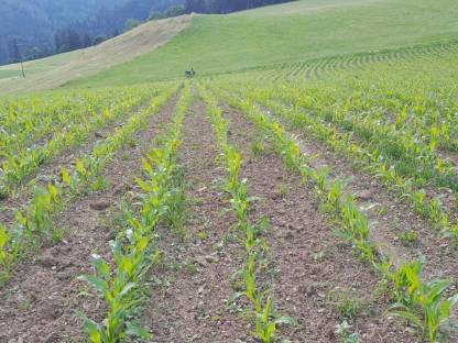 Suche Pachtflächen Kärnten