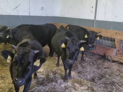 Bild 4:Dahomey Rinder