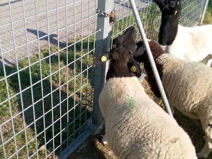 Bild 2:Dorper Lämmer