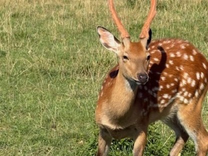 Bild 3:Sika Wild