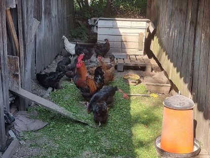 Bild 4:Verschenken Seidenmischlings-Hühner