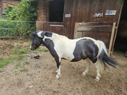 Bild 3:Quarter und Pony Couple
