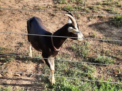 Bild 5:Bündner Strahlenziegenböcke