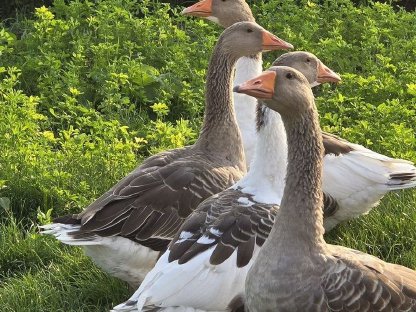 Gänse