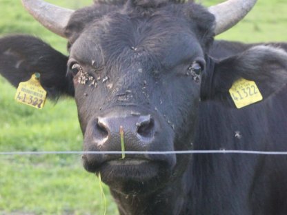 Wagyustier F1