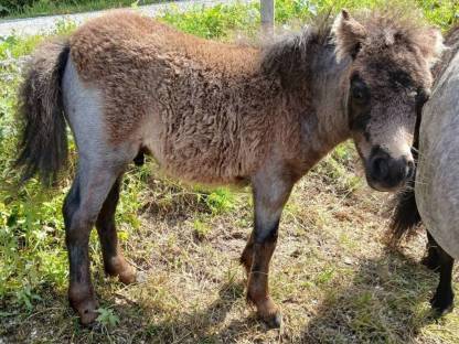Minishetlandponys