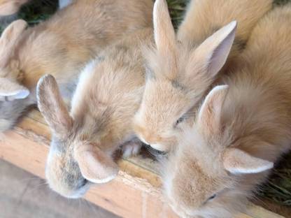 Bild 4:Zwergkaninchen in verschiedenen Farben