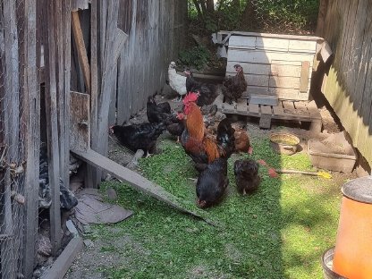 Bild 3:Verschenken Seidenmischlings-Hühner