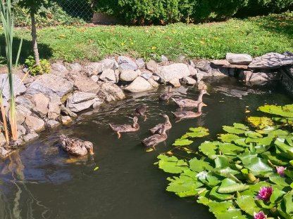 Bild 2:Junge Laufenten