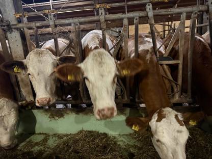 Bild 4:Trächtige Bio-Kalbinnen