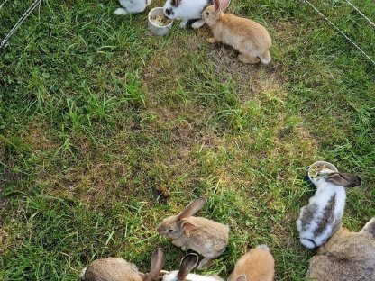 Bild 5:Kaninchen abzugeben