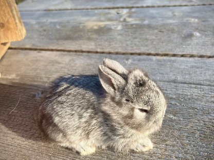 Bild 2:Zwergkaninchen Löwenkopf