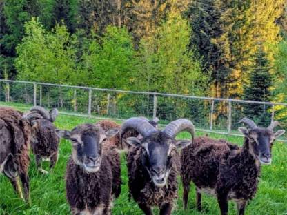 Bild 2:Soayschafe (Bio)