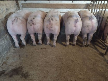 Mastschweine - Getreidegefüttert - Ringelschwanz