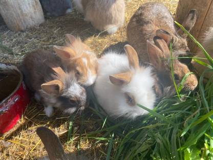 Bild 2:Babyhasen zu verkaufen