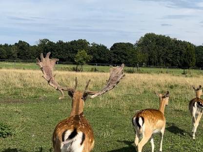 Hochkapitales Damwild